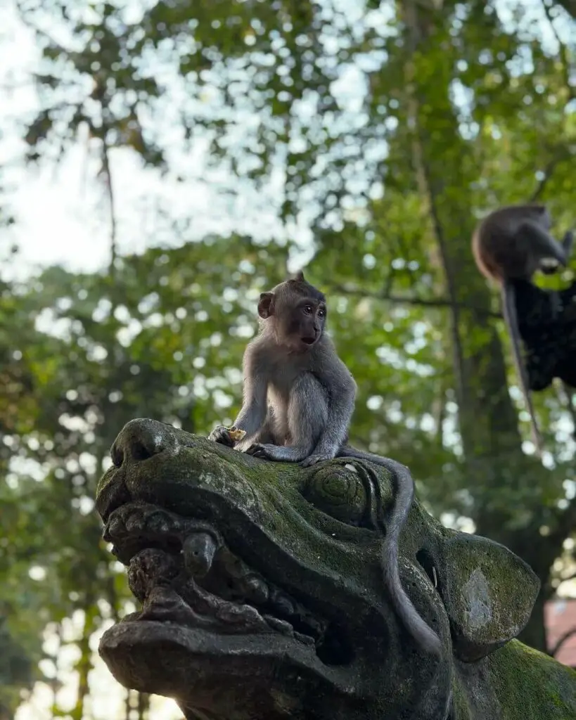 Sacred Monkey Forest Sanctuary
